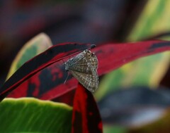 Theclinesthes onycha