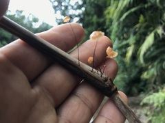 Marasmius crinis-equi