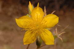 Mentzelia lindleyi