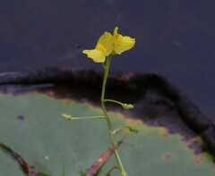Utricularia aurea