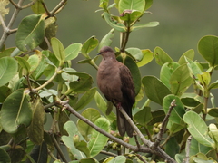 Patagioenas subvinacea