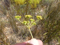 Apiales