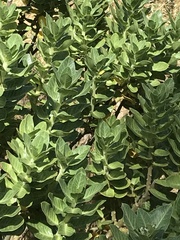 Gomphocarpus cancellatus