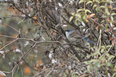 Malurus pulcherrimus