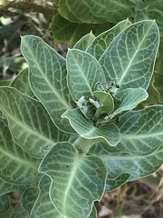 Gomphocarpus cancellatus