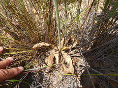 Apiales
