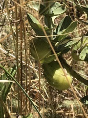 Gomphocarpus cancellatus