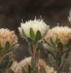 Pimelea imbricata piligera