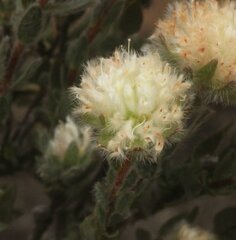 Pimelea imbricata piligera