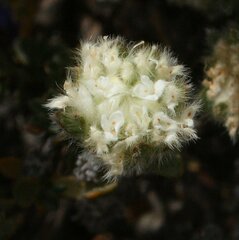 Pimelea imbricata piligera