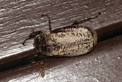 Dermolepida albohirtum