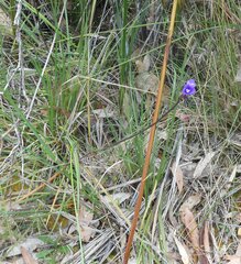 Patersonia occidentalis