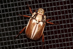 Anoplognathus abnormis