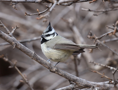 Baeolophus wollweberi