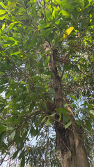 Acacia auriculiformis