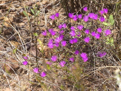 Lampranthus