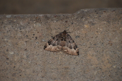 Triphosa dubitata