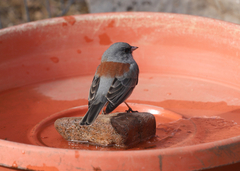 Junco hyemalis caniceps