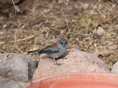 Junco hyemalis caniceps