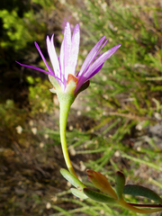 Lampranthus