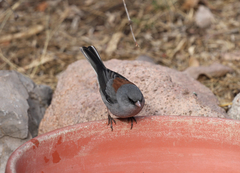 Junco hyemalis caniceps