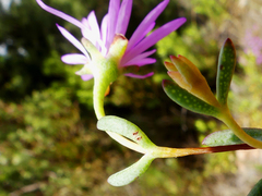 Lampranthus