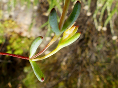 Lampranthus