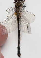 Hemicordulia armstrongi