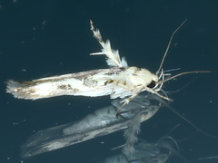 Stathmopoda melanochra