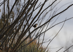 Toxostoma crissale