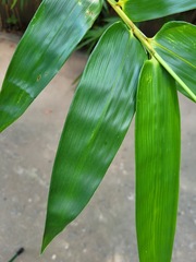 Bambusa oldhamii