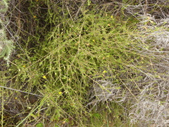 Aspalathus acuminata