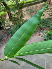 Bambusa oldhamii