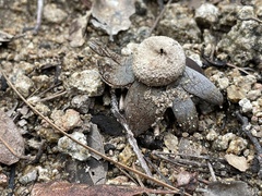 Astraeus hygrometricus