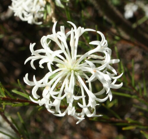 Pimelea longiflora R.Br.