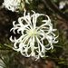 Pimelea longiflora - Photo (c) geoffbyrne, algunos derechos reservados (CC BY-NC)