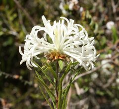 Pimelea longiflora
