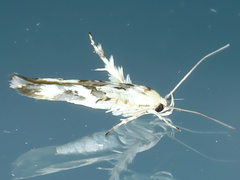Stathmopoda melanochra