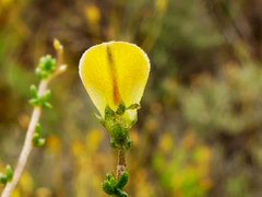 Aspalathus acuminata