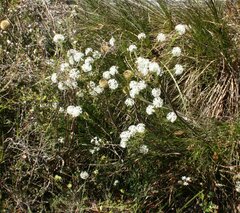 Pimelea longiflora
