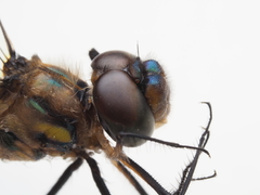 Hemicordulia armstrongi