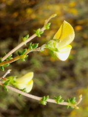 Aspalathus acuminata