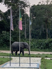 Loxodonta cyclotis