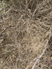 Austrostipa elegantissima