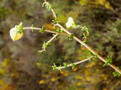 Aspalathus acuminata