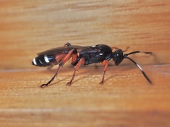 Ichneumon promissorius