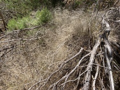 Austrostipa elegantissima
