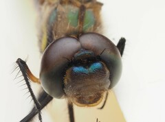 Hemicordulia armstrongi