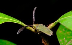 Rhipidocerus australasiae