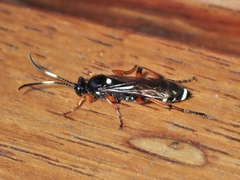 Ichneumon promissorius